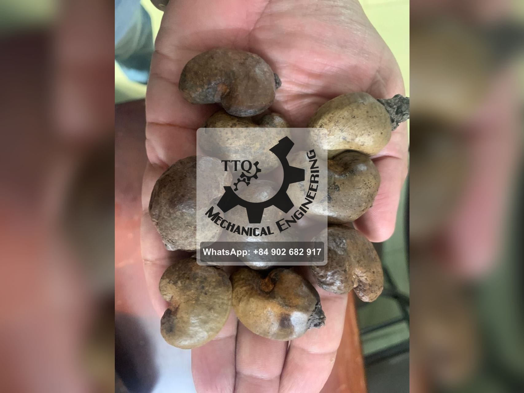 Grade A raw cashew nuts held in one hand