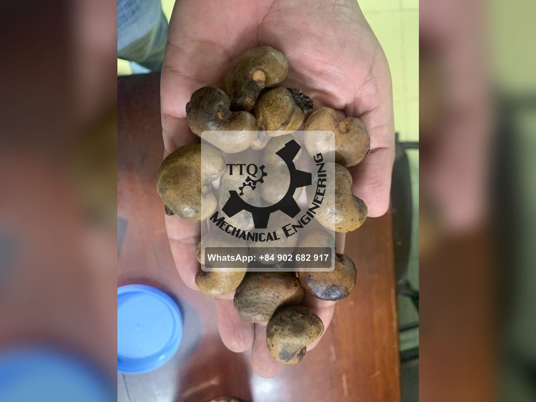 Grade B raw cashew nuts held in one hand